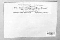 Plasmoverna pygmaea image